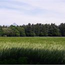 Arboretum de Ripaille