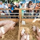 Foire de Crête